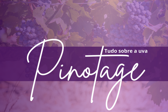 Tudo sobre a uva Pinotage 